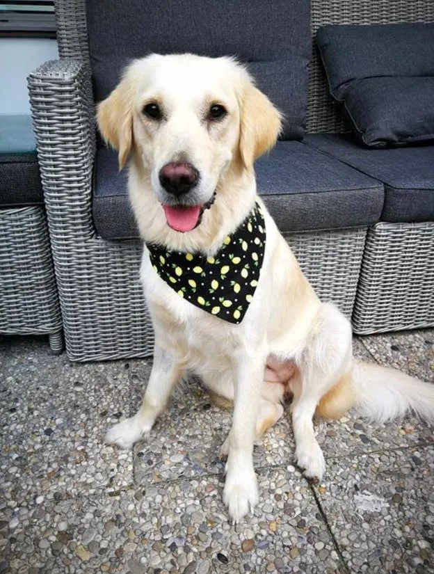 Very Vintage Designs - Critter Crowns - Mustard Yellow Animals Snap Dog & Cat Bandana